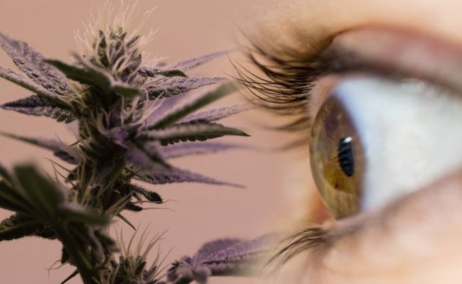 cannabis-glaucoma